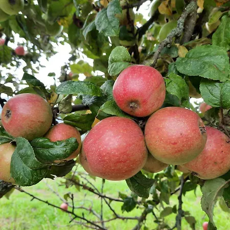 Odenwaldflair Apartamento